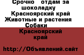 Срочно!!!отдам за шоколадку - Красноярский край Животные и растения » Собаки   . Красноярский край